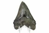 Serrated, Fossil Megalodon Tooth - South Carolina #160259-2